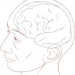 500px-Human_head_and_brain_diagramweb